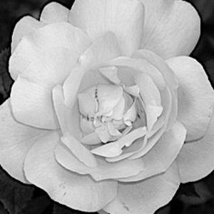 Meet your Posher, Sally